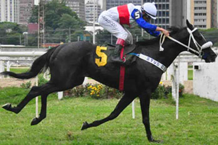  Foto: Jockey Club Sao Paulo - Staff elTurf.com